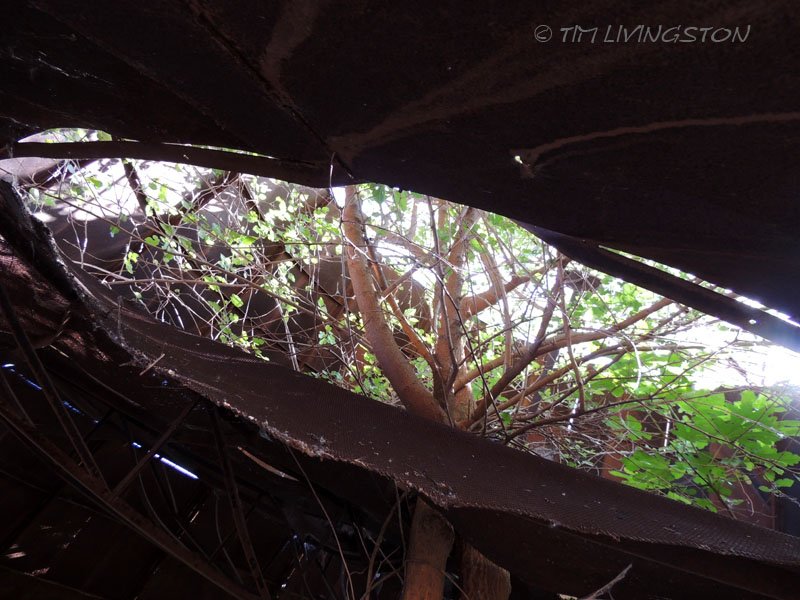 teepee burner, bee hive burner, photography, sawmill