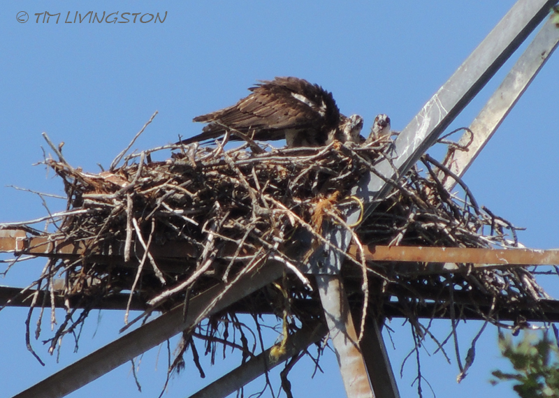 osprey, nature, wildlife, photography