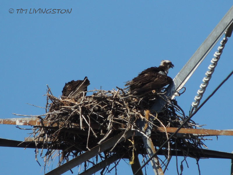 osprey, nature, wildlife, photography