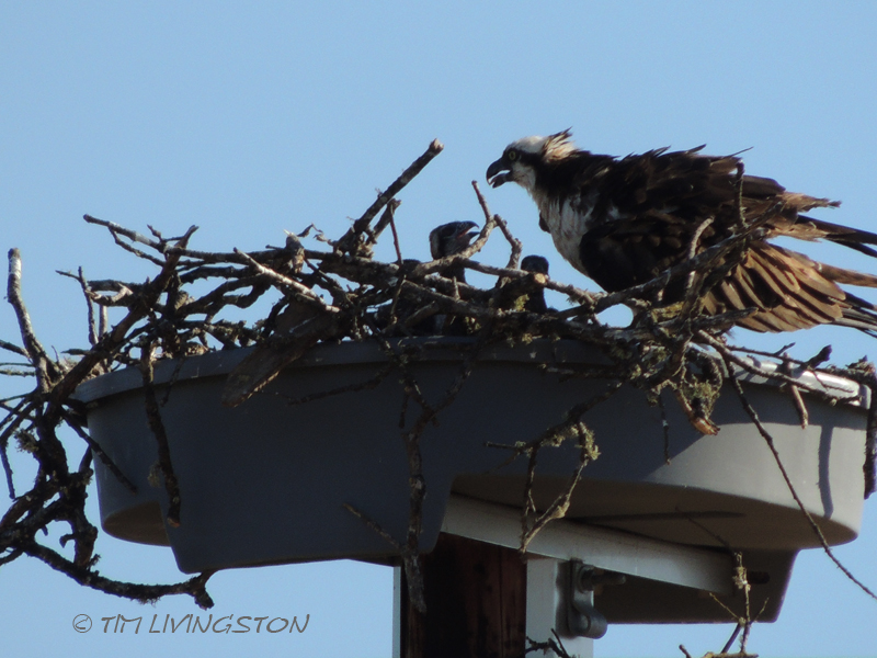 osprey, nature, wildlife, photography