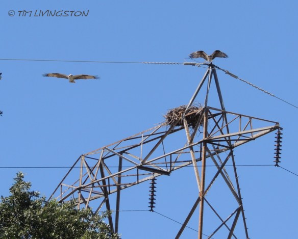 osprey, nature, wildlife, photography