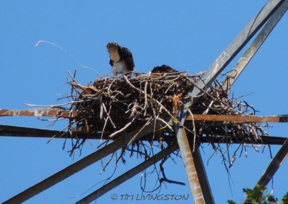 osprey, nature, wildlife, photography