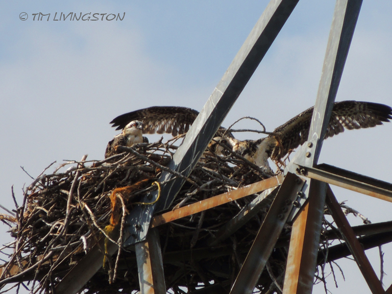 osprey, nature, wildlife, photography