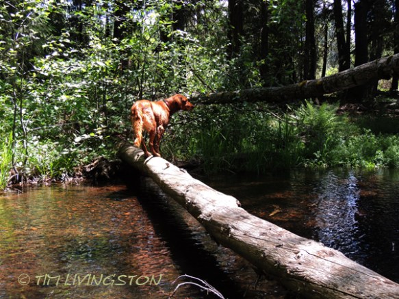 Tiger Lily, lilies, wink, photograghy, God, love, photography, nature, anniversary, golden retriever