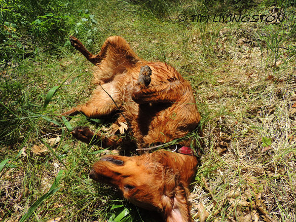 Tiger Lily, lilies, wink, photograghy, God, love, photography, nature, anniversary, golden retriever