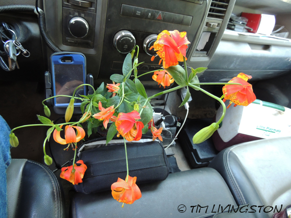 Tiger Lily, lilies, wink, photograghy, God, love, photography, nature, anniversary