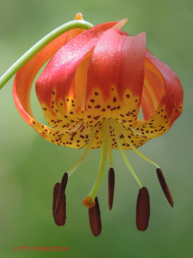 Tiger Lily, nature, wildflower, photography