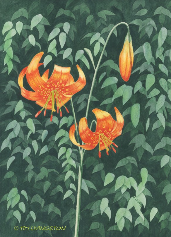 Tiger Lily, watercolor, watercolour, painting