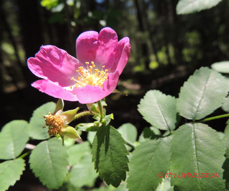 Wild Rose, nature, wildflower, photography