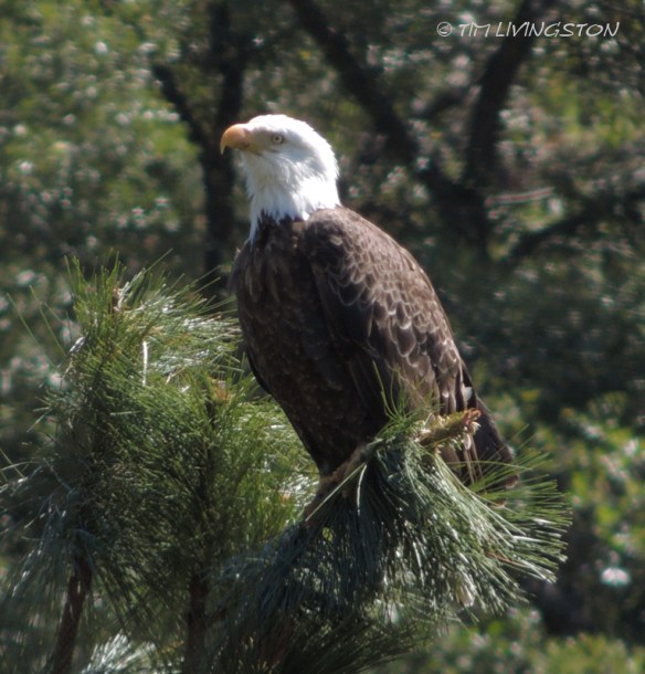 Eagle, Bald Eagle, 4th of July, Independence Day, nature, wildlife photography