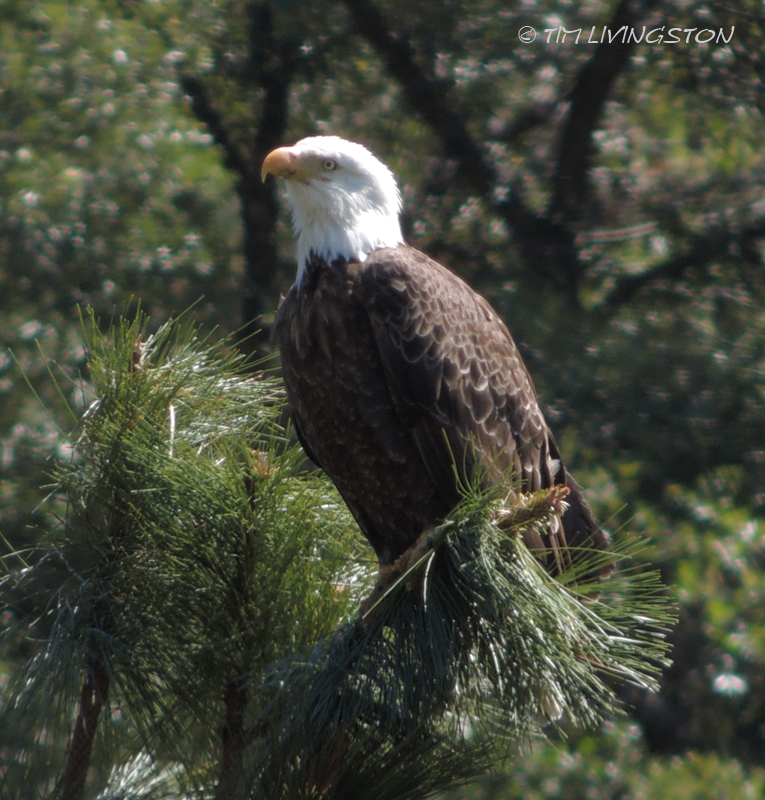 Eagle, Bald Eagle, 4th of July, Independence Day, nature, wildlife photography