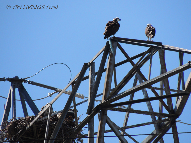 Osprey, fledgling, nature, wildlife, photography