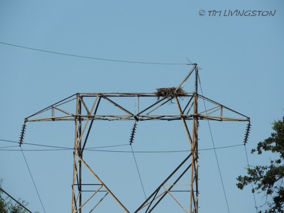 Osprey, fledgling, nature, wildlife, photography, nest