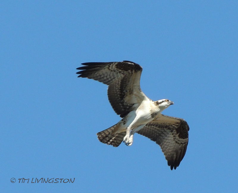 Osprey, fledgling, nature, wildlife, photography