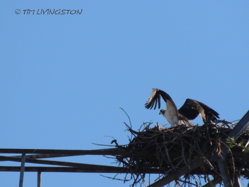 Osprey, fledgling, nature, wildlife, photography