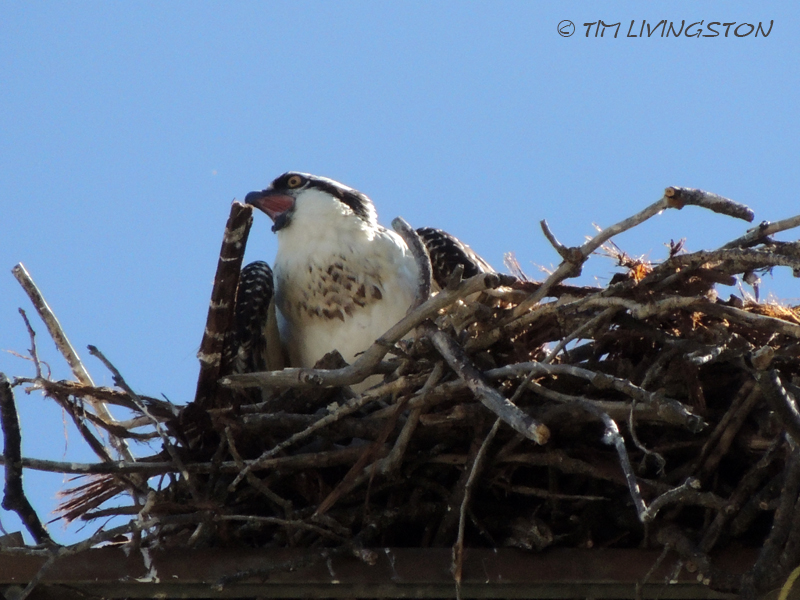 Osprey, fledgling, nature, wildlife, photography