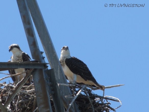 Osprey, fledgling, nature, wildlife, photography