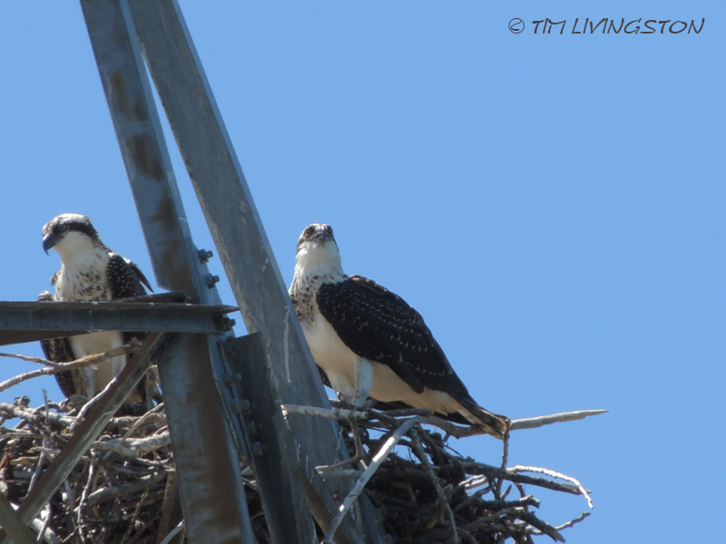 Osprey, fledgling, nature, wildlife, photography