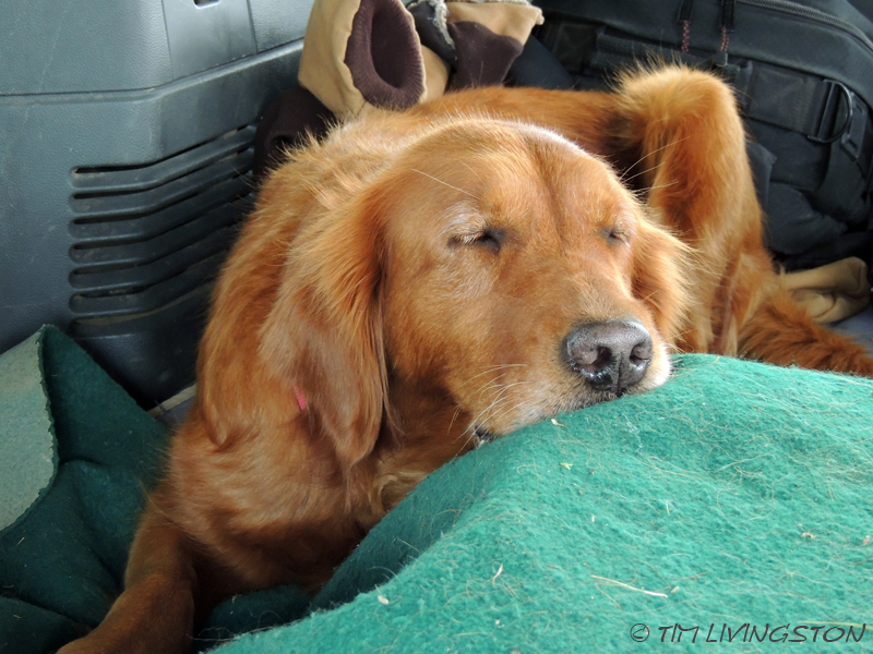 Blitz, road trip, Smith River, golden retriever