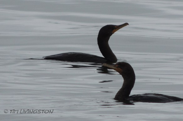 cormorants, wildlife, photography, nature, Smith River