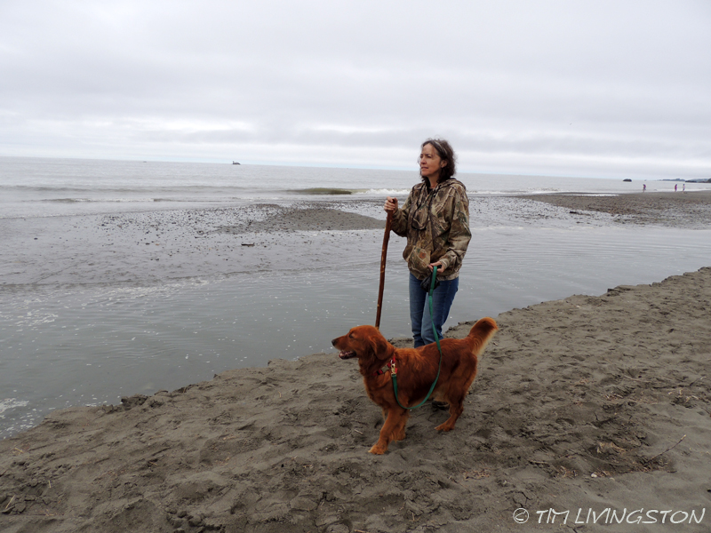 Blitz, golden retriever, The Backdoor Artist.