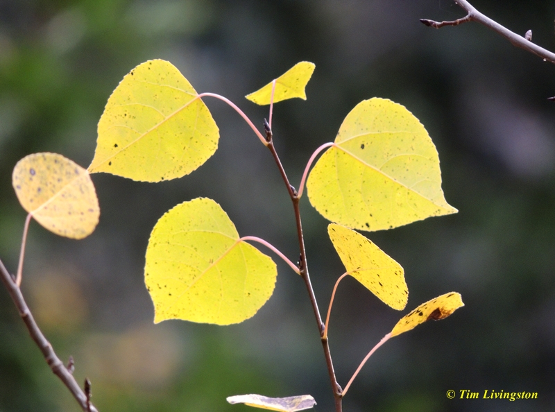 Fall colors, yellow, nature, photography