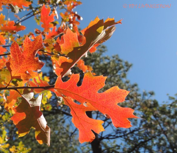 black oak, forest, nature