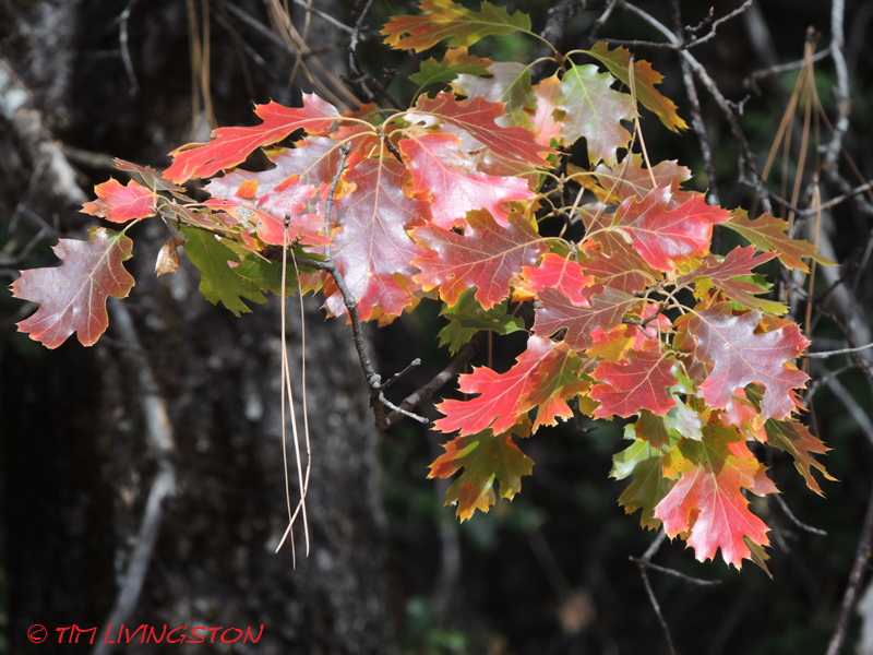 black oak, forest, nature