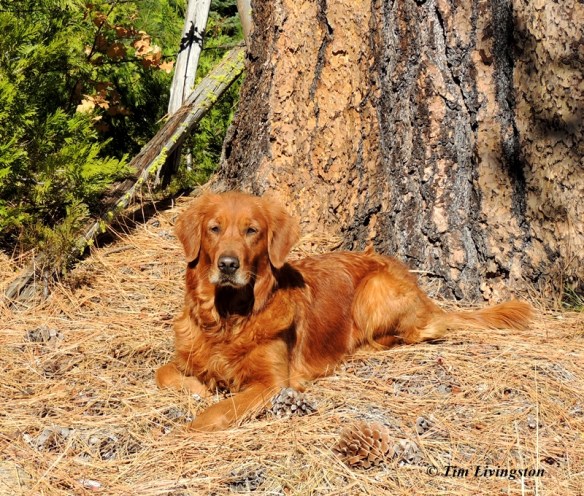 Fall colors, yellow, nature, photography, golden retriever, dog
