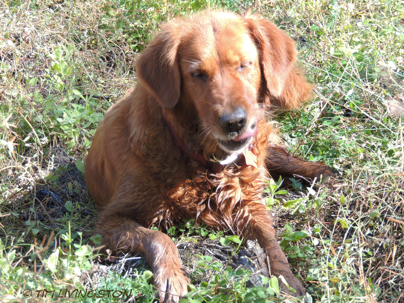 golden retreiver, dog, funny face