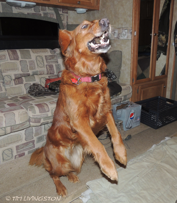 golden retriever, Blitz