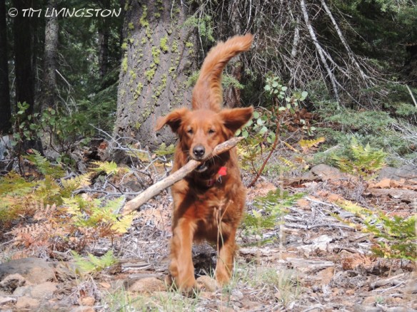 Squirrels tremble in her presence!