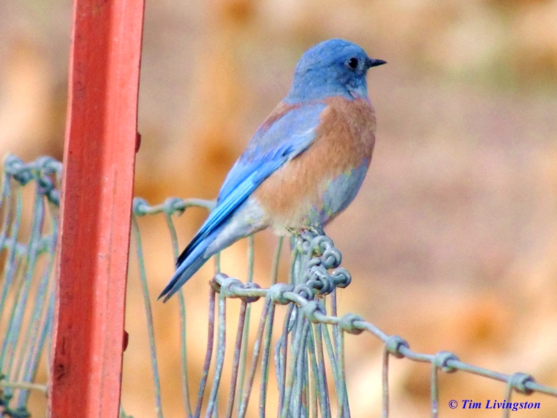 blue bird, nature, wildlife, photography