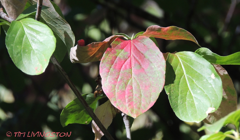dogwood, Pacific dogwood, nature, fall colors