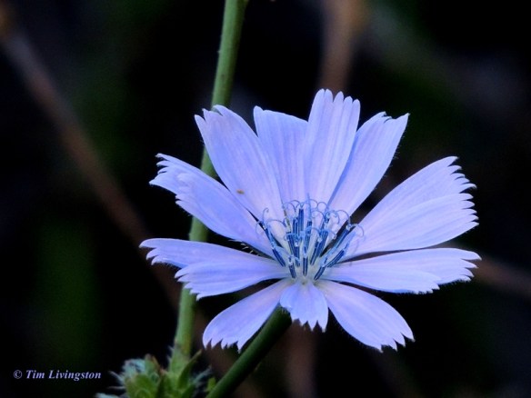 Chicory, wildflowers, nature, photography