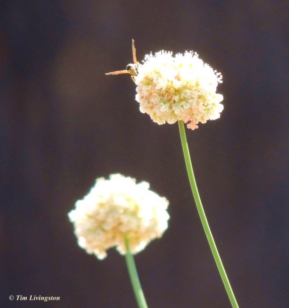 wasp, wildflowers