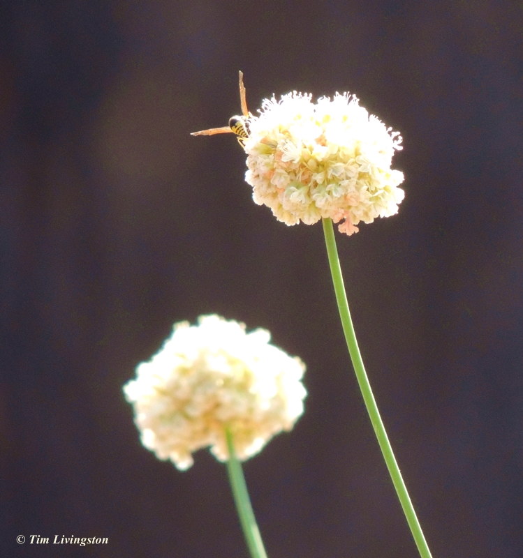 wasp, wildflowers