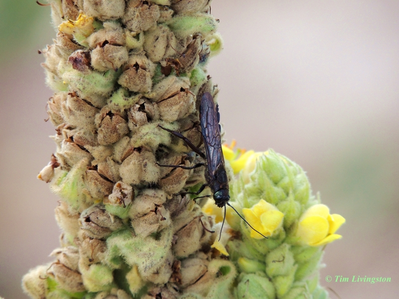 mullein, wildflowers