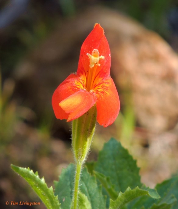 wildflowers, photography