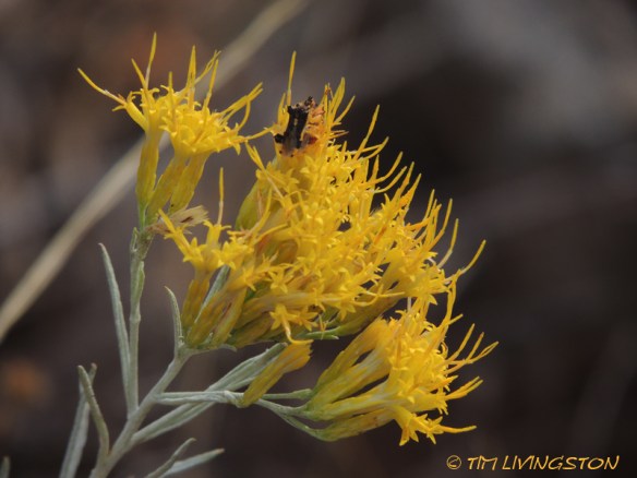 sage, wildflowers, photography