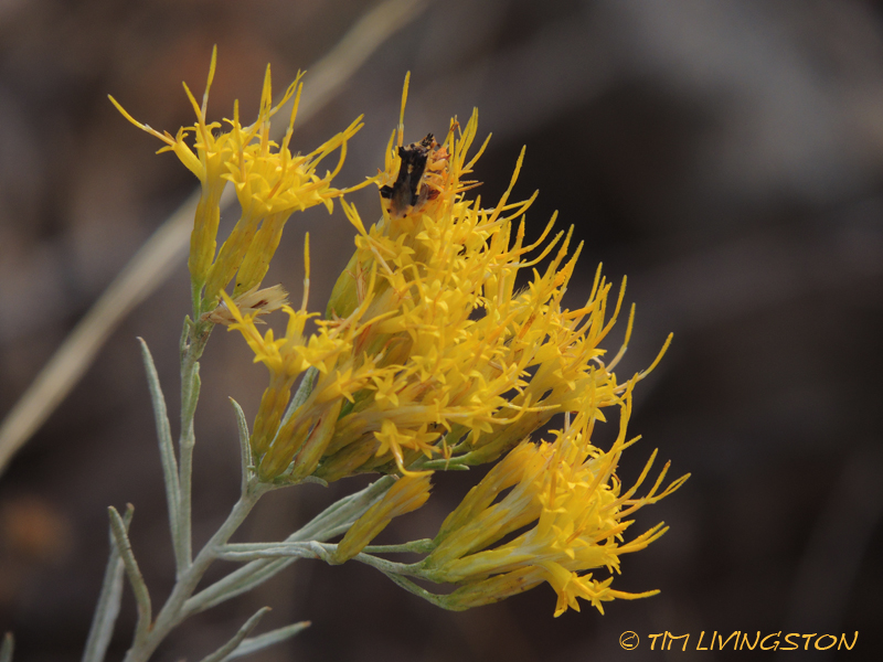 sage, wildflowers, photography