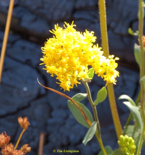 goldenrod, wildflowers
