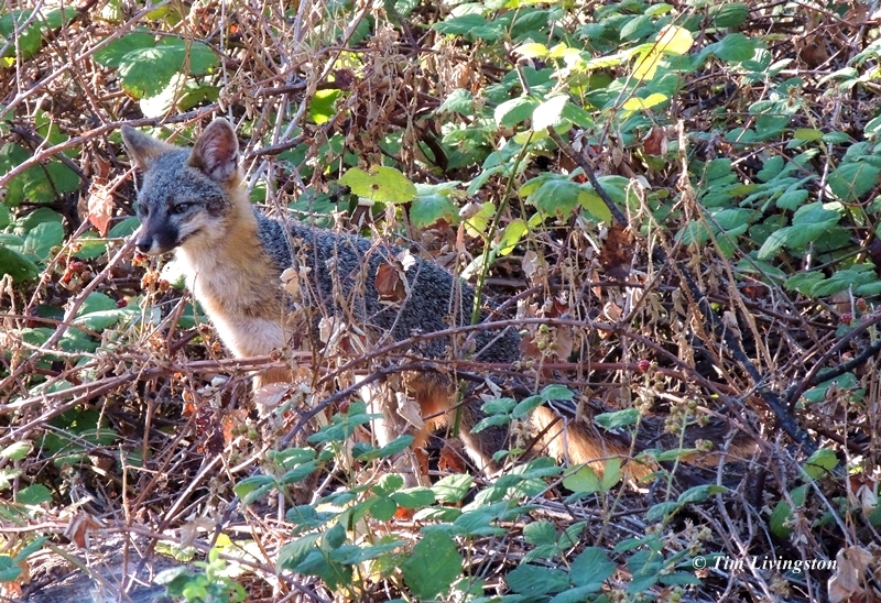 Fox, Grey Fox, photography, wildlife, nature