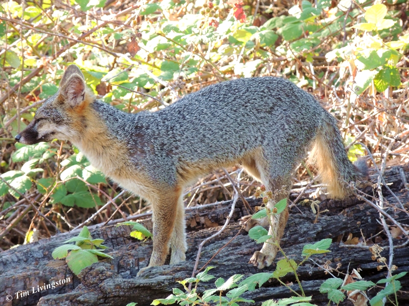 Fox, Grey Fox, photography, wildlife, nature