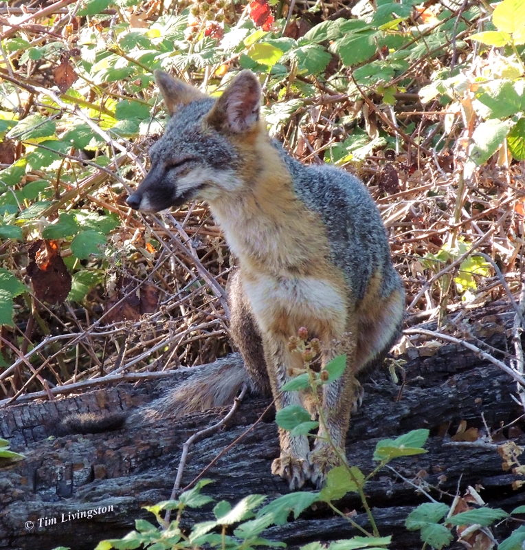Fox, Grey Fox, photography, wildlife, nature