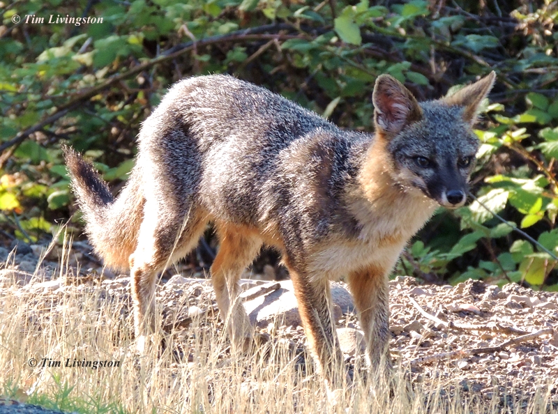 Fox, Grey Fox, photography, wildlife, nature
