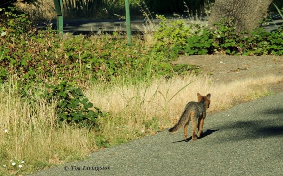Fox, Grey Fox, photography, wildlife, nature