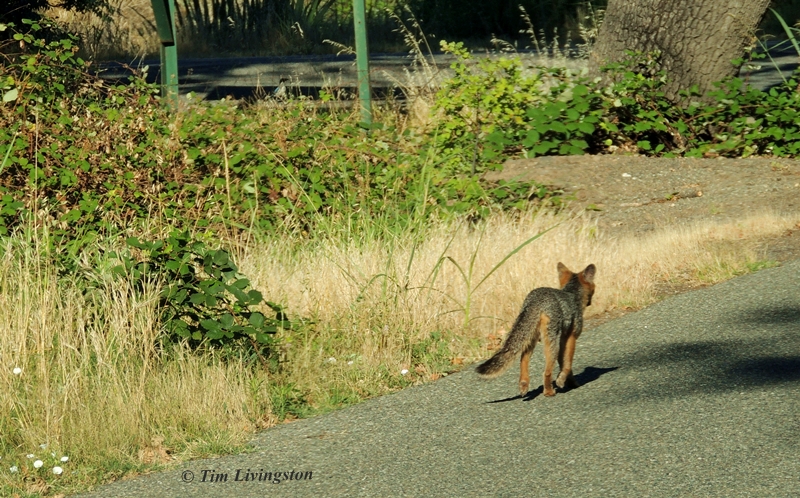 Fox, Grey Fox, photography, wildlife, nature