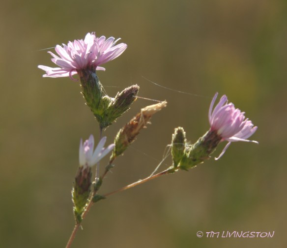 Lavender-flower