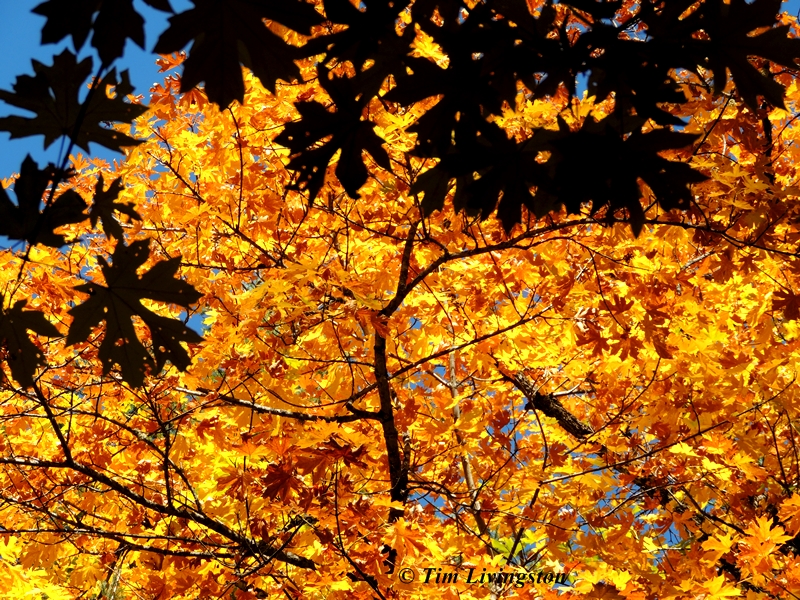 Fall colors, yellow, nature, photography